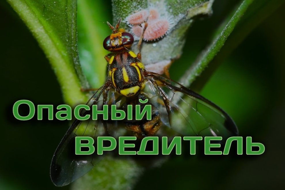 В Калифорнии появился опасный вредитель. Глобальное потепление повлияло ...