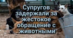 Участок 50 фривея в Сакраменто закрывается на реконструкцию. В Калифорнии число электрозарядных станций превзошло количество топливных колонок. Супругов задержали за жестокое обращение с животными.