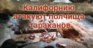 Подросток угнал автомобиль в Rancho Cordova и попал в аварию. В Северной Калифорнии обнаружены останки пропавших женщин. Калифорнию атакуют полчища тараканов.