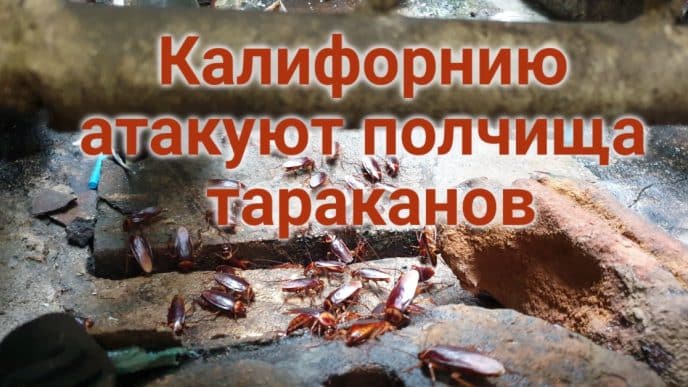 Подросток угнал автомобиль в Rancho Cordova и попал в аварию. В Северной Калифорнии обнаружены останки пропавших женщин. Калифорнию атакуют полчища тараканов.
