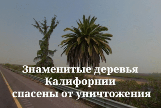 Знаменитые деревья Калифорнии спасли от уничтожения. Калифорния подала в суд на Вашингтон из-за военных в Лос-Анджелесе. В Сакраменто прокатилась волна арестов пьяных автомобилистов.
