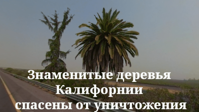 Знаменитые деревья Калифорнии спасли от уничтожения. Калифорния подала в суд на Вашингтон из-за военных в Лос-Анджелесе. В Сакраменто прокатилась волна арестов пьяных автомобилистов.