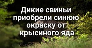 В Roseville задержан подозреваемый в покушении на изнасилование. Дикие свиньи приобрели синюю окраску от крысиного яда. В Калифорнии отмечается рост заболеваемости коронавирусом.