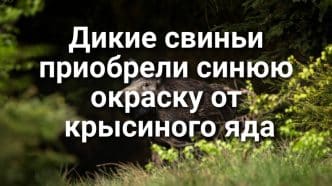 В Roseville задержан подозреваемый в покушении на изнасилование. Дикие свиньи приобрели синюю окраску от крысиного яда. В Калифорнии отмечается рост заболеваемости коронавирусом.