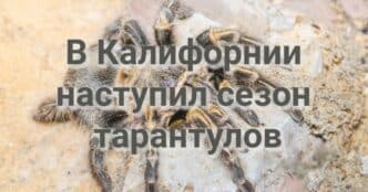 Судья заблокировал запрет администрации Трампа на соцпомощь мигрантам. В Калифорнии наступил сезон тарантулов. ЧП в порту Long Beach.