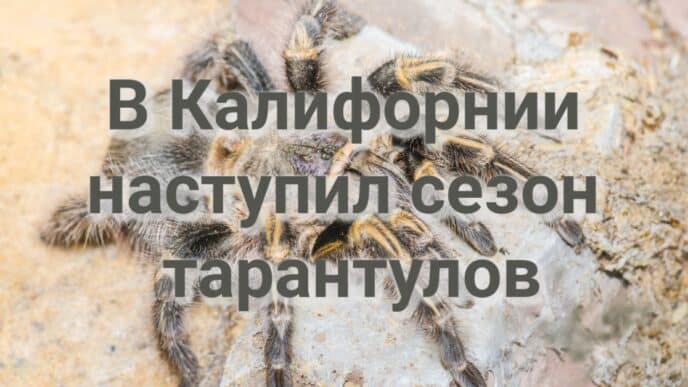 Судья заблокировал запрет администрации Трампа на соцпомощь мигрантам. В Калифорнии наступил сезон тарантулов. ЧП в порту Long Beach.