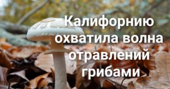 Компании по борьбе с вредителями выплатят $3 миллиона за неправильную утилизацию отходов. Калифорнию охватила волна отравлений грибами. Священник хосписа осужден за изнасилование пациентки.