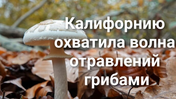 Компании по борьбе с вредителями выплатят $3 миллиона за неправильную утилизацию отходов. Калифорнию охватила волна отравлений грибами. Священник хосписа осужден за изнасилование пациентки.