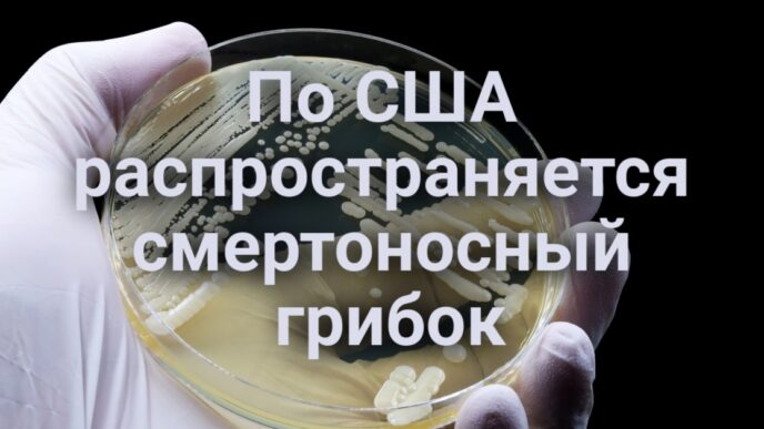 Смертоносный грибок распространяется по США. Объявлено вознаграждение за помощь в поиске убийц. Жители Калифорнии наблюдали северное сияние. На Алькатрас впервые в истории доплыл койот-одиночка.