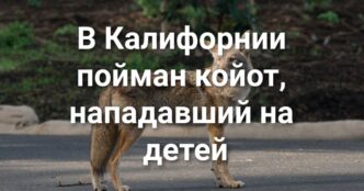 У жительницы Grass Valley похитили 40 тысяч долларов. Трамп объявляет войну «мошенничеству» в демократических штатах. В Южной Калифорнии пойман койот, нападавший на детей.