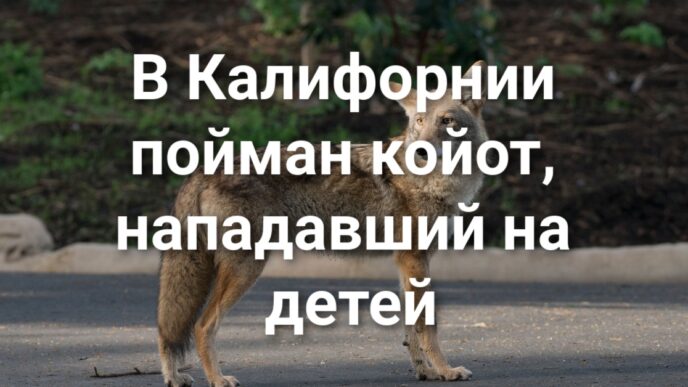 У жительницы Grass Valley похитили 40 тысяч долларов. Трамп объявляет войну «мошенничеству» в демократических штатах. В Южной Калифорнии пойман койот, нападавший на детей.