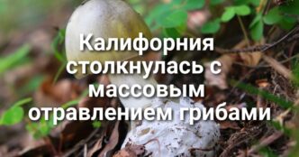 Калифорния столкнулась с крупнейшим массовым отравлением грибами. В «Золотом штате» открывается три новых заповедника. Калифорния запускает программу субсидирования электрогрузовиков.