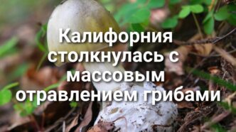 Калифорния столкнулась с крупнейшим массовым отравлением грибами. В «Золотом штате» открывается три новых заповедника. Калифорния запускает программу субсидирования электрогрузовиков. Калифорния столкнулась с крупнейшим массовым отравлением грибами. В «Золотом штате» открывается три новых заповедника. Калифорния запускает программу субсидирования электрогрузовиков.