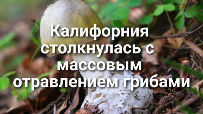 Калифорния столкнулась с крупнейшим массовым отравлением грибами. В «Золотом штате» открывается три новых заповедника. Калифорния запускает программу субсидирования электрогрузовиков.
