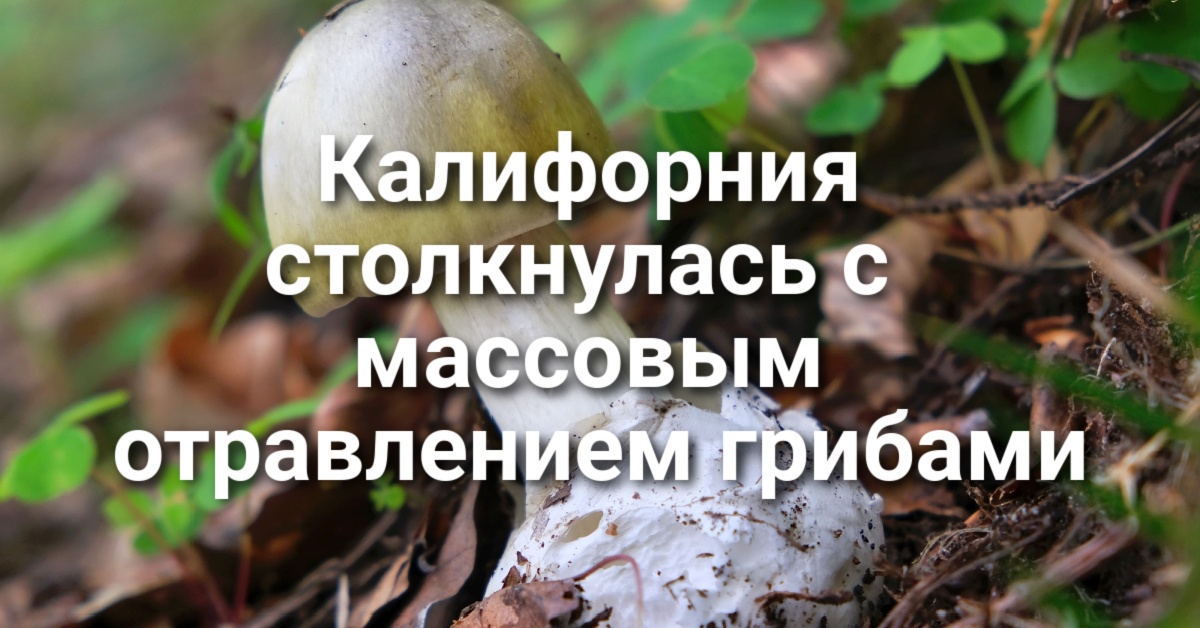 Калифорния столкнулась с крупнейшим массовым отравлением грибами. В «Золотом штате» открывается три новых заповедника. Калифорния запускает программу субсидирования электрогрузовиков. Калифорния столкнулась с крупнейшим массовым отравлением грибами. В «Золотом штате» открывается три новых заповедника. Калифорния запускает программу субсидирования электрогрузовиков.