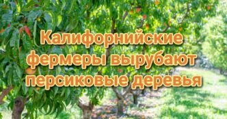 Калифорния ставит рекорды по заболеваемости туберкулезом. Дорогие заправки съедают бюджеты школ. Жителям Калифорнии заплатят за помощь в раскрытии преступлений.