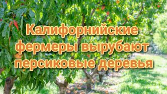 Калифорния ставит рекорды по заболеваемости туберкулезом. Дорогие заправки съедают бюджеты школ. Жителям Калифорнии заплатят за помощь в раскрытии преступлений.