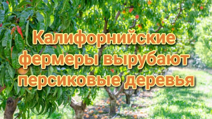 Калифорния ставит рекорды по заболеваемости туберкулезом. Дорогие заправки съедают бюджеты школ. Жителям Калифорнии заплатят за помощь в раскрытии преступлений.