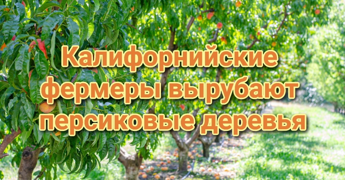 Калифорния ставит рекорды по заболеваемости туберкулезом. Дорогие заправки съедают бюджеты школ. Жителям Калифорнии заплатят за помощь в раскрытии преступлений.