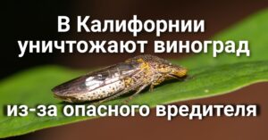 Бюллетени «последнего часа» могут скорректировать результаты выборов.  В Калифорнии из-за опасного вредителя  уничтожают виноград. Калифорния заняла первое место по уровню поддержки ментального здоровья матерей.