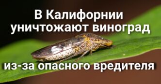 Бюллетени «последнего часа» могут скорректировать результаты выборов.  В Калифорнии из-за опасного вредителя  уничтожают виноград. Калифорния заняла первое место по уровню поддержки ментального здоровья матерей.