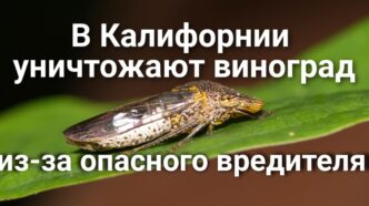 Бюллетени «последнего часа» могут скорректировать результаты выборов.  В Калифорнии из-за опасного вредителя  уничтожают виноград. Калифорния заняла первое место по уровню поддержки ментального здоровья матерей.