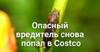 Верховный суд поддержал продление сроков подсчета голосов. В исторический центр Фолсома возвращается парад. Опасный вредитель снова попал в Costco.