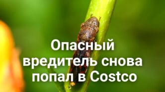 Верховный суд поддержал продление сроков подсчета голосов. В исторический центр Фолсома возвращается парад. Опасный вредитель снова попал в Costco. Верховный суд поддержал продление сроков подсчета голосов. В исторический центр Фолсома возвращается парад. Опасный вредитель снова попал в Costco.