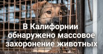 Суд не смог вынести приговор обвиняемому в поджоге. Мошенники начали вымогать деньги у пациентов и их родственников. В Калифорнии расследуют дело о массовом захоронении животных на территории приюта.
