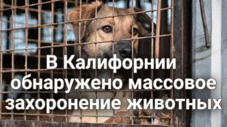 Суд не смог вынести приговор обвиняемому в поджоге. Мошенники начали вымогать деньги у пациентов и их родственников. В Калифорнии расследуют дело о массовом захоронении животных на территории приюта.