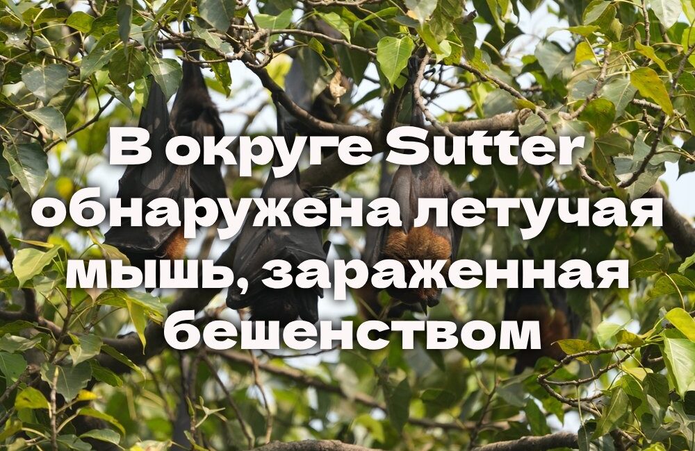 Истекает срок подачи на в программу SUN Bucks. В округе Sutter обнаружена летучая мышь, зараженная бешенством. Землетрясение «Big One» может произойти в Калифорнии раньше, чем ожидалось Истекает срок подачи на в программу SUN Bucks. В округе Sutter обнаружена летучая мышь, зараженная бешенством. Землетрясение «Big One» может произойти в Калифорнии раньше, чем ожидалось