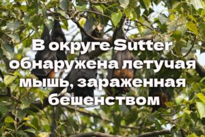 Истекает срок подачи на в программу SUN Bucks. В округе Sutter обнаружена летучая мышь, зараженная бешенством. Землетрясение «Big One» может произойти в Калифорнии раньше, чем ожидалось