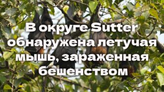 Истекает срок подачи на в программу SUN Bucks. В округе Sutter обнаружена летучая мышь, зараженная бешенством. Землетрясение «Big One» может произойти в Калифорнии раньше, чем ожидалось Истекает срок подачи на в программу SUN Bucks. В округе Sutter обнаружена летучая мышь, зараженная бешенством. Землетрясение «Big One» может произойти в Калифорнии раньше, чем ожидалось