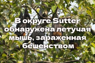 Истекает срок подачи на в программу SUN Bucks. В округе Sutter обнаружена летучая мышь, зараженная бешенством. Землетрясение «Big One» может произойти в Калифорнии раньше, чем ожидалось