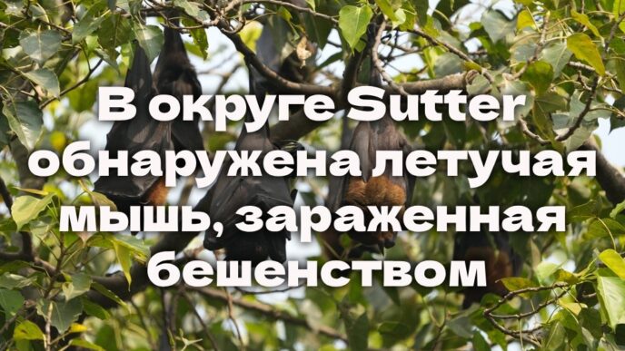 Истекает срок подачи на в программу SUN Bucks. В округе Sutter обнаружена летучая мышь, зараженная бешенством. Землетрясение «Big One» может произойти в Калифорнии раньше, чем ожидалось Истекает срок подачи на в программу SUN Bucks. В округе Sutter обнаружена летучая мышь, зараженная бешенством. Землетрясение «Big One» может произойти в Калифорнии раньше, чем ожидалось