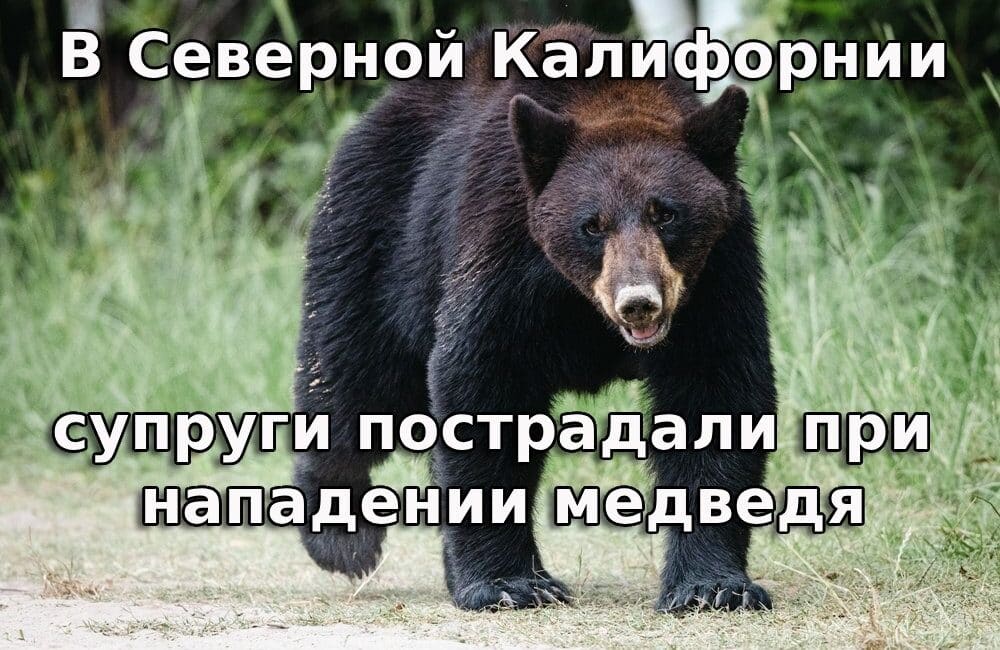 В Северной Калифорнии супруги пострадали при нападении медведя. Сакраменто планирует продать участок, приобретенный за $12 миллионов. У побережья Калифорнии потерпел крушение истребитель. В Северной Калифорнии супруги пострадали при нападении медведя. Сакраменто планирует продать участок, приобретенный за $12 миллионов. У побережья Калифорнии потерпел крушение истребитель.