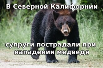 В Северной Калифорнии супруги пострадали при нападении медведя. Сакраменто планирует продать участок, приобретенный за $12 миллионов. У побережья Калифорнии потерпел крушение истребитель.