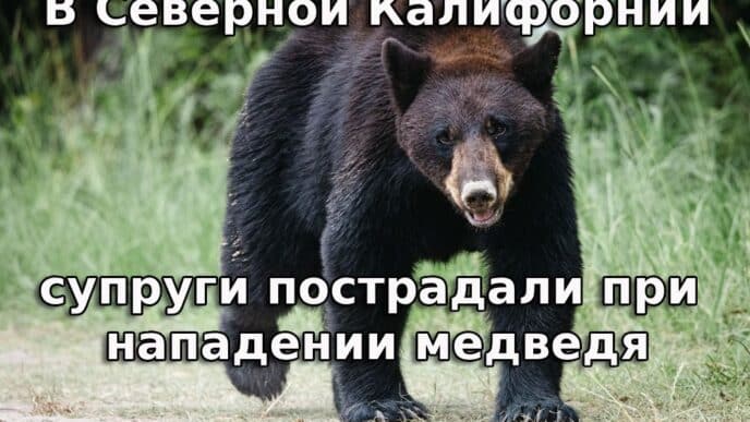 В Северной Калифорнии супруги пострадали при нападении медведя. Сакраменто планирует продать участок, приобретенный за $12 миллионов. У побережья Калифорнии потерпел крушение истребитель. В Северной Калифорнии супруги пострадали при нападении медведя. Сакраменто планирует продать участок, приобретенный за $12 миллионов. У побережья Калифорнии потерпел крушение истребитель.
